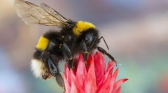 Bumblebee variabilă